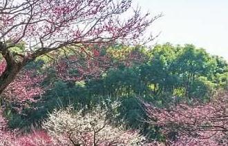 徐州市春季赏花去哪里 推荐徐州市春季赏花好去处