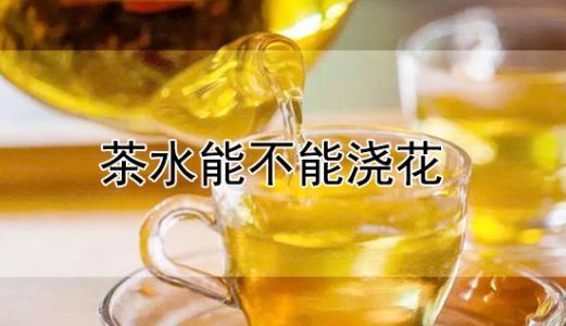 茶叶的水可以浇花嘛吗 茶叶的水能不能浇花