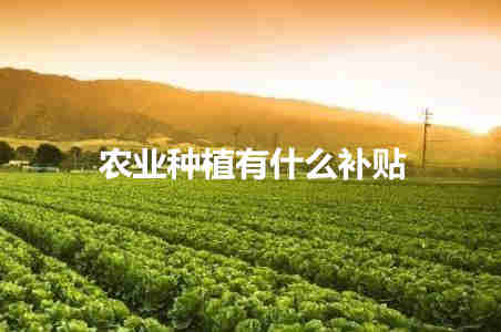 农业种植有什么补贴 农业种植补贴都有哪些