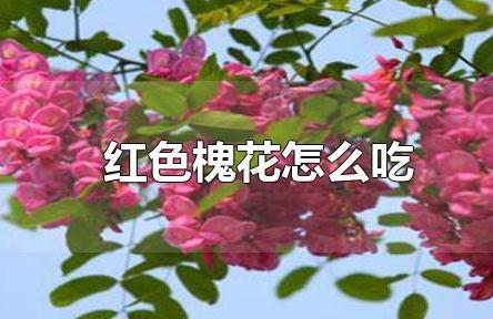 红色槐花能吃吗（红色槐花怎么吃）