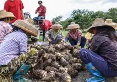 芋头什么时候收获  芋头每年什么时候收获