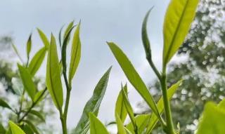 形容春茶的句子