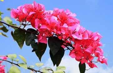 杜鹃花是深圳的市花吗 杜鹃花是不是深圳的市花