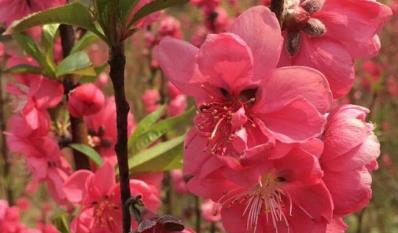 林芝市花是什么  林芝市的市花是什么花