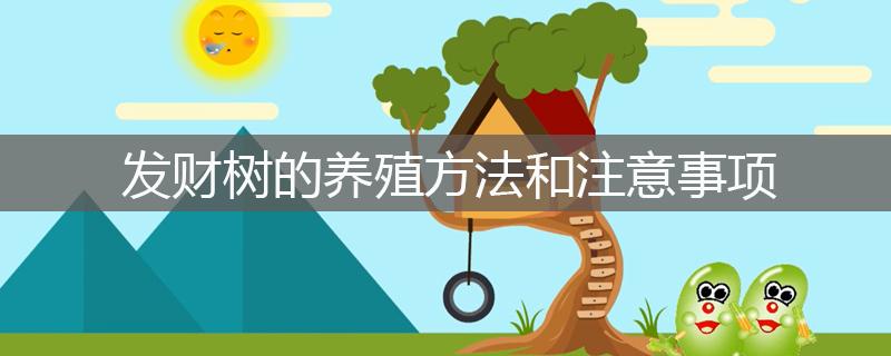 发财树的养殖方法和注意事项