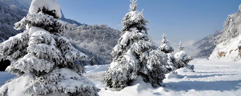 雪松是灌木吗  雪松是灌木还是乔木