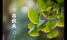 出伏是什么季节2023？出伏要注意什么？