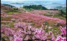 2024成都青白江龙门桃花季活动最新消息（时间、地点、活动内容）