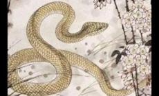 白发青衫是什么生肖的动物（白发青衫是什么生肖）