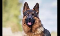 小狗是几级保护动物 牧羊犬是几级保护动物