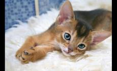 猫磨爪子是为了什么 猫磨爪的主要原因是什么