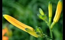 冷知识分享：为什么说忘忧草其实是黄花菜
