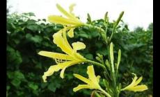 黄花菜为什么叫母亲花（黄花菜能够象征母爱）