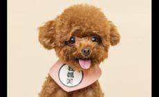 第一个字是狗的四字成语盘点（狗开头成语大全100个）