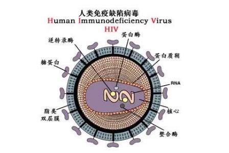 <a href=/yangsheng/ffeac6755ea02647e9a3b6a4036a50e1.html target=_blank class=infotextkey>艾滋病</a>的英文简称是aids那么<a href=/yangsheng/be0bf77f5ba2bce4f3ee84299f39c2d9.html target=_blank class=infotextkey><a href=/yangsheng/be0bf77f5ba2bce4f3ee84299f39c2d9.html target=_blank class=infotextkey>hiv</a></a>是什么 - www.4cbk.com