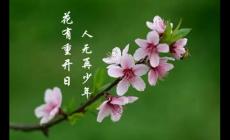 花下少年应笑我是什么意思？作者及下一句