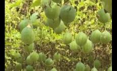 瓜蒌种1亩需要多少钱？种植该中药材回报潜力如何？