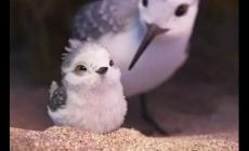 piper鹬怎么读？无声动画短片《Piper》的含义