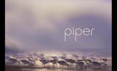 piper动画短片观后感850字英文