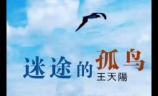 迷途的孤鸟歌词 迷途的孤鸟歌词完整版及表达的情感