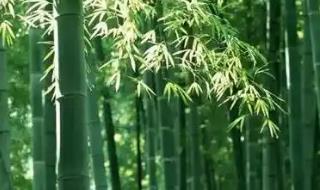 竹子的生长速度快吗 竹子生长速度有多快