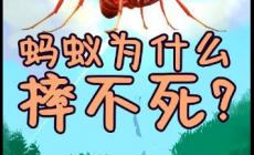 蚂蚁从高处掉下来为什么摔不死（为什么蚂蚁摔不死）