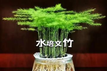 文竹可以水培吗 文竹可以水培吗怎么水培方法