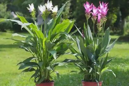 姜荷花不能随便养吗 姜荷花适合家里养吗