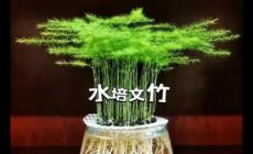 文竹可以水培吗 文竹可以水培吗怎么水培方法
