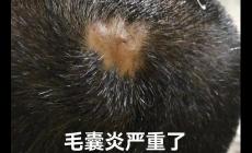 头皮毛囊炎挂哪个科室的号 头皮毛囊炎挂什么科室的号好