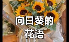 向日葵的寓意 向日葵花语最火的一句
